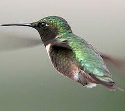 Colibri à gorge rubis