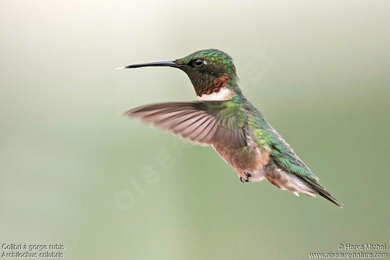 Colibri à gorge rubis mâle adulte nuptial