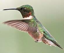 Colibri à gorge rubis