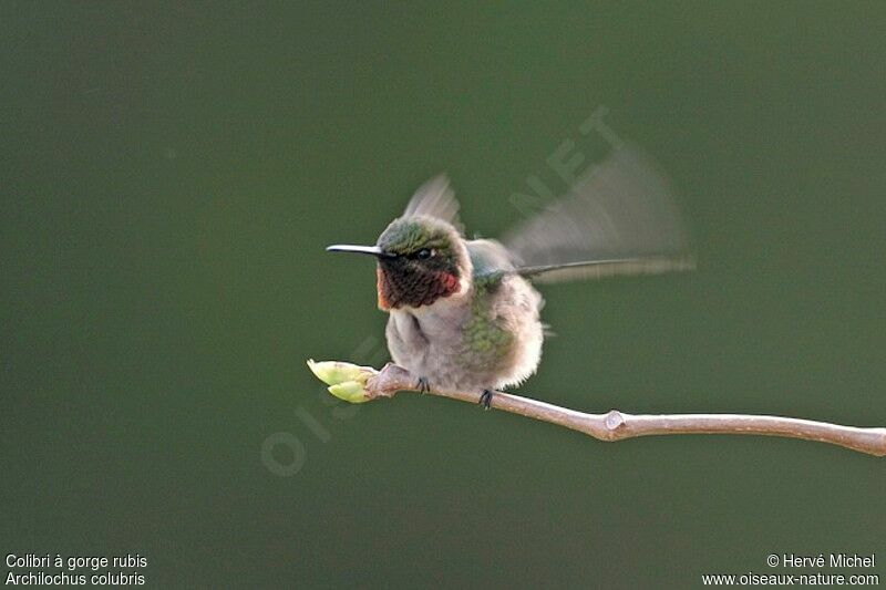 Ruby-throated Hummingbird male adult breeding