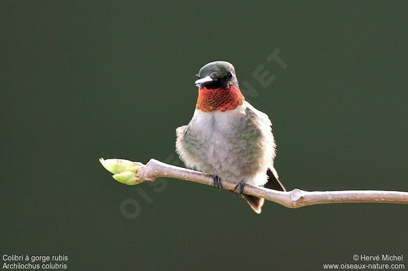 Colibri à gorge rubis mâle adulte nuptial