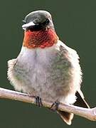 Colibri à gorge rubis