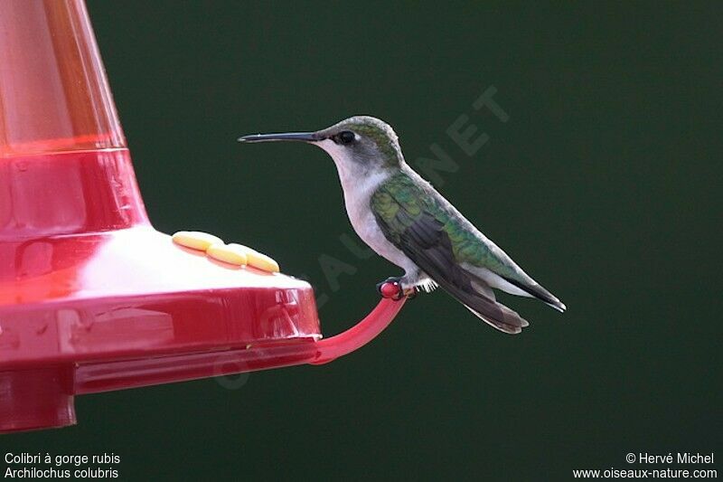 Ruby-throated Hummingbird female adult breeding