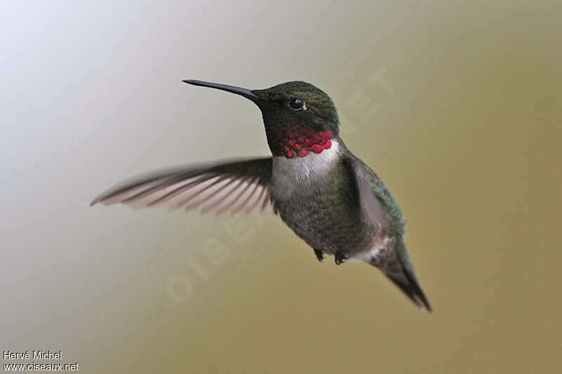 Colibri à gorge rubis mâle adulte nuptial, portrait