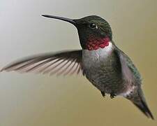 Colibri à gorge rubis