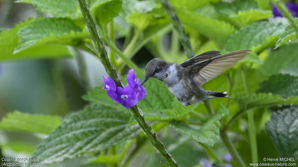 Colibri à gorge rubis mâle immature