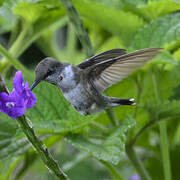 Colibri à gorge rubis