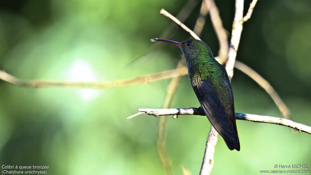 Colibri à queue bronzée