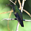 Colibri à queue bronzée