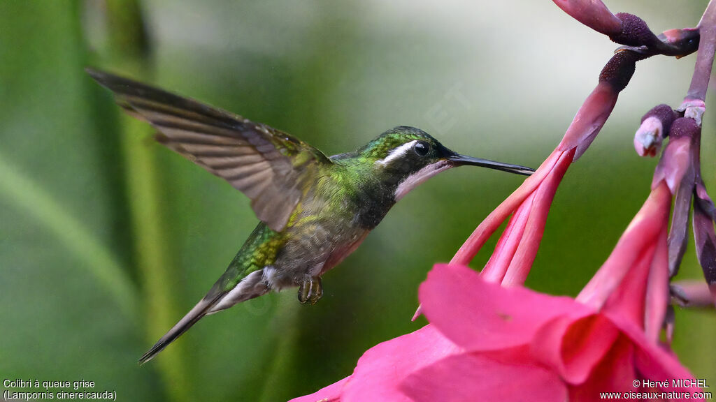 Colibri à queue grise mâle