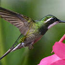 Colibri à queue grise