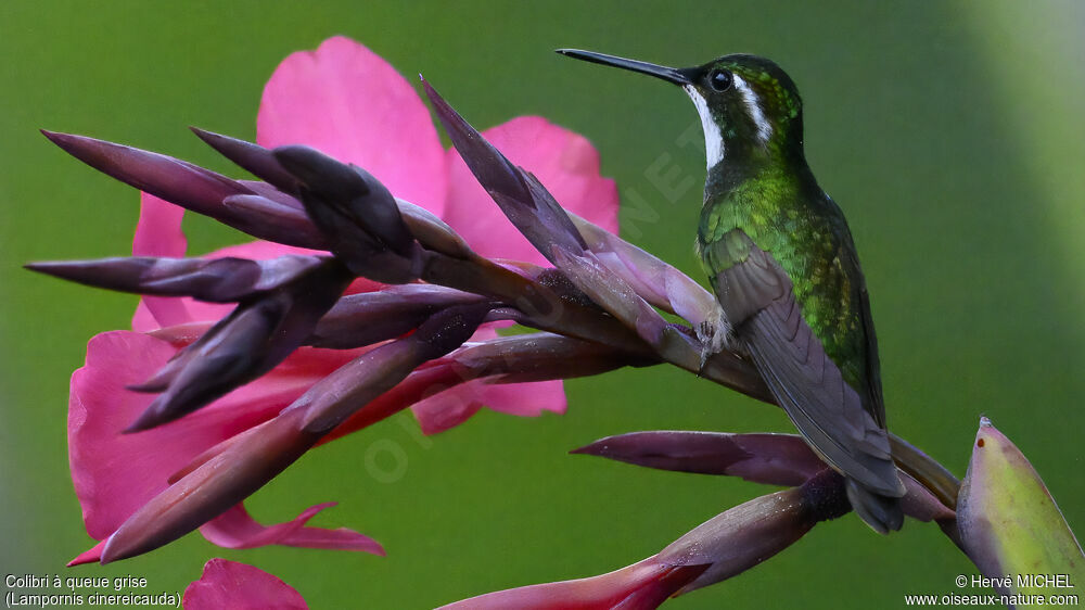 Colibri à queue grise