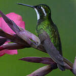 Colibri à queue grise