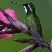 Colibri à queue grise