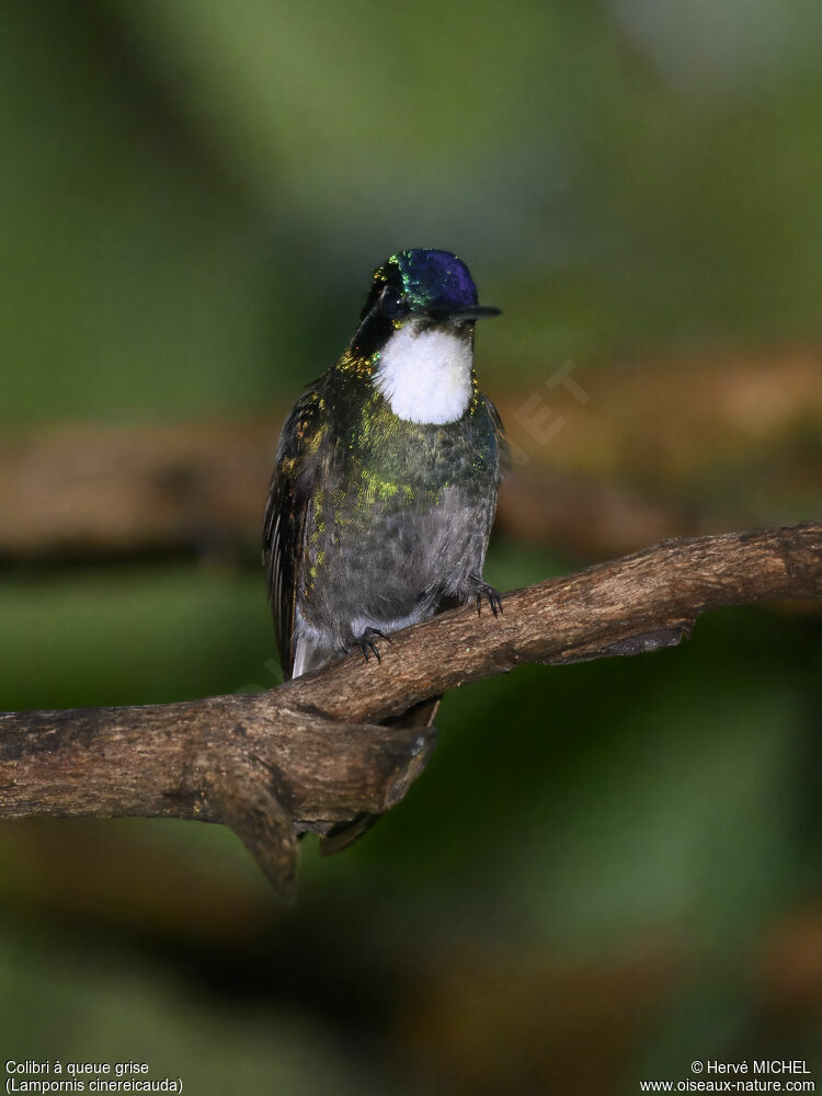 Colibri à queue grise