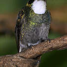 Colibri à queue grise