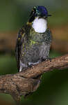 Colibri à queue grise