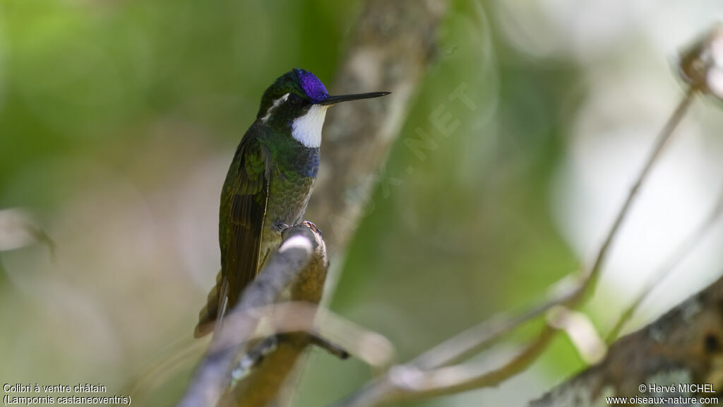 Colibri à ventre châtain mâle adulte