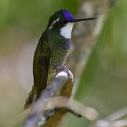 Colibri à ventre châtain