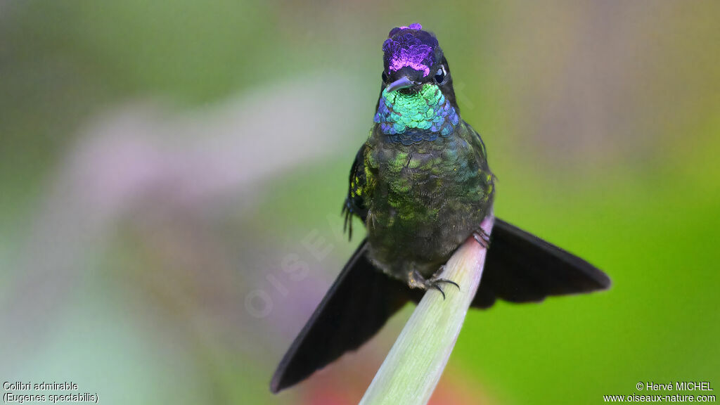 Colibri admirable