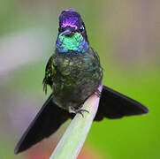 Talamanca Hummingbird