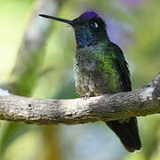 Talamanca Hummingbird