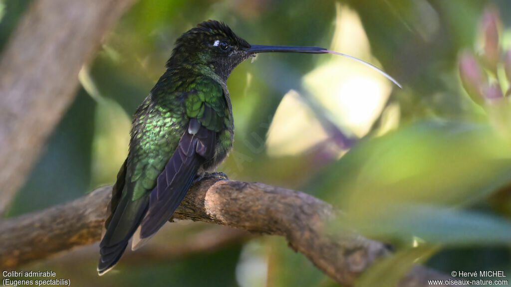 Colibri admirable