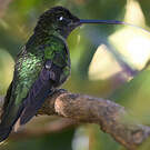 Colibri admirable