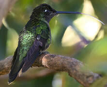 Talamanca Hummingbird