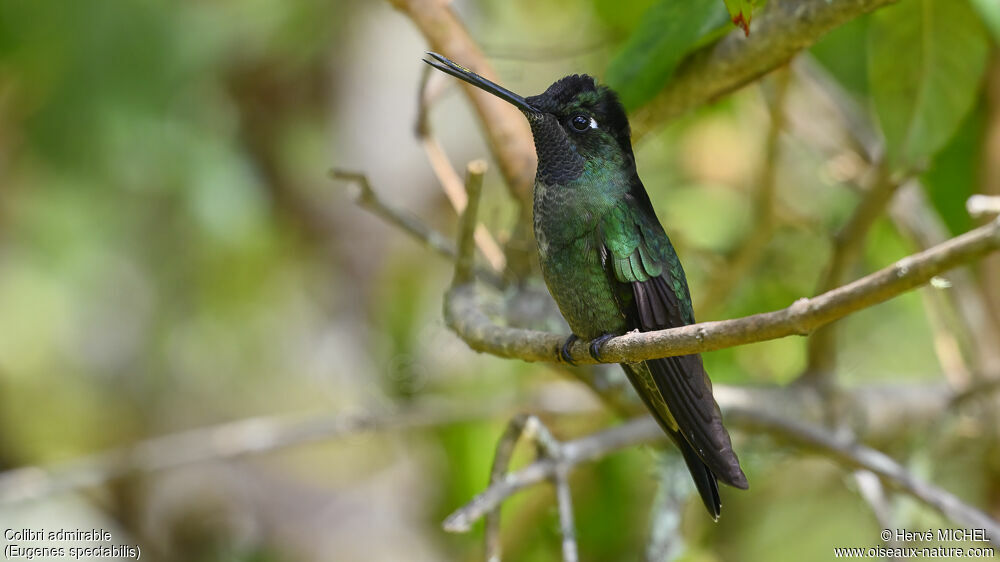 Talamanca Hummingbird