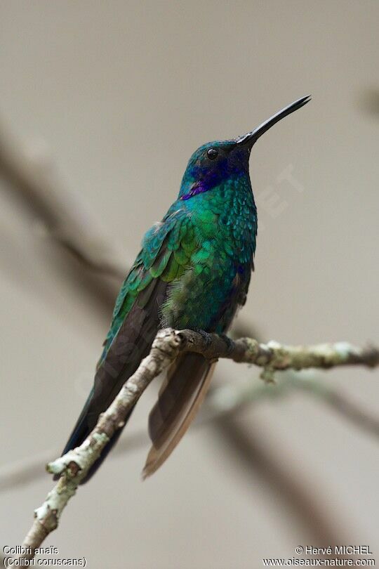 Sparkling Violetear