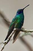 Sparkling Violetear