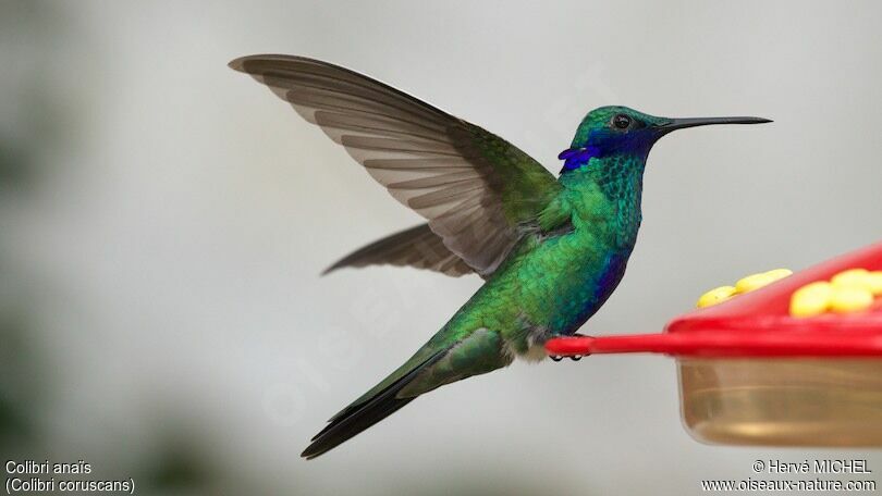 Colibri anaïs