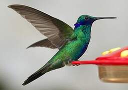 Sparkling Violetear