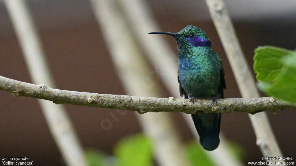 Lesser Violetear