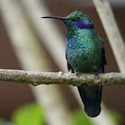 Lesser Violetear