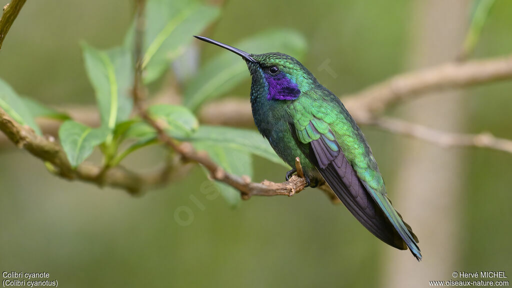 Colibri cyanote