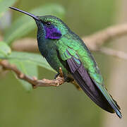 Lesser Violetear