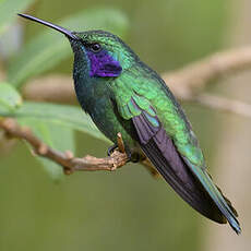 Colibri cyanote