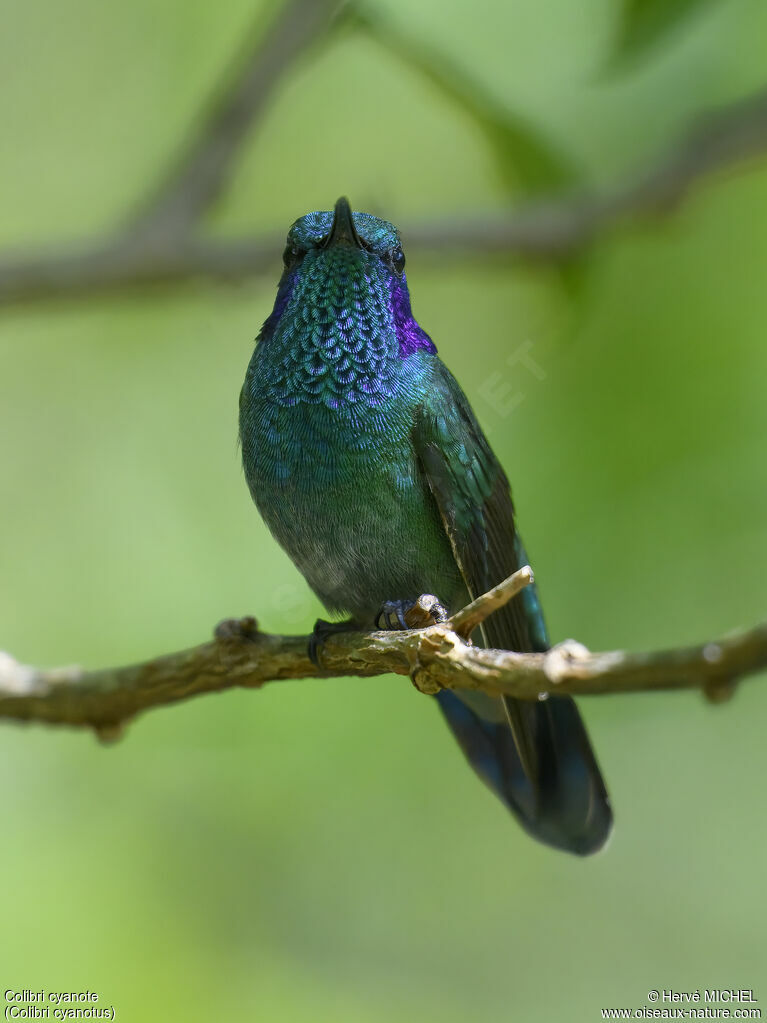 Colibri cyanote