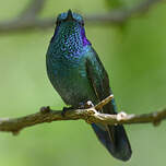 Colibri cyanote