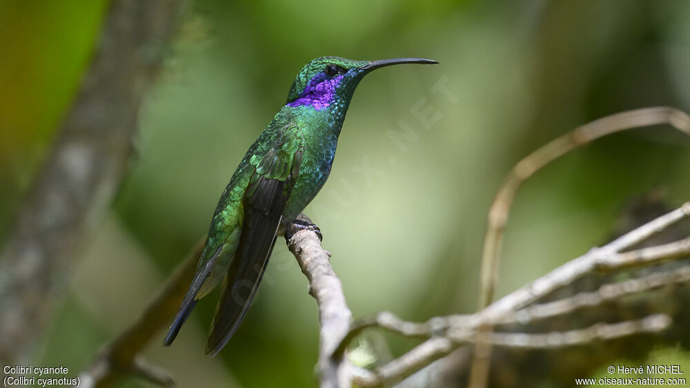 Colibri cyanote