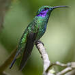 Colibri cyanote