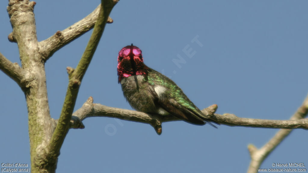 Colibri d'Anna mâle adulte nuptial