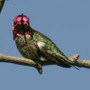 Anna's Hummingbird