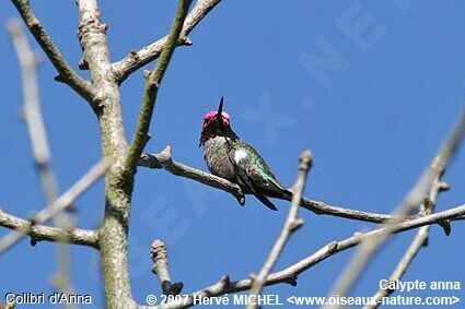 Anna's Hummingbird male adult breeding