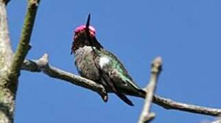 Anna's Hummingbird