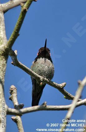 Colibri d'Anna mâle adulte nuptial