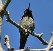 Anna's Hummingbird