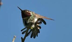 Anna's Hummingbird